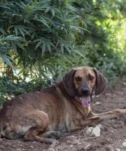 Alternative view of CBD Hemp Oil for Pets 5%, 30ml, 1500mg